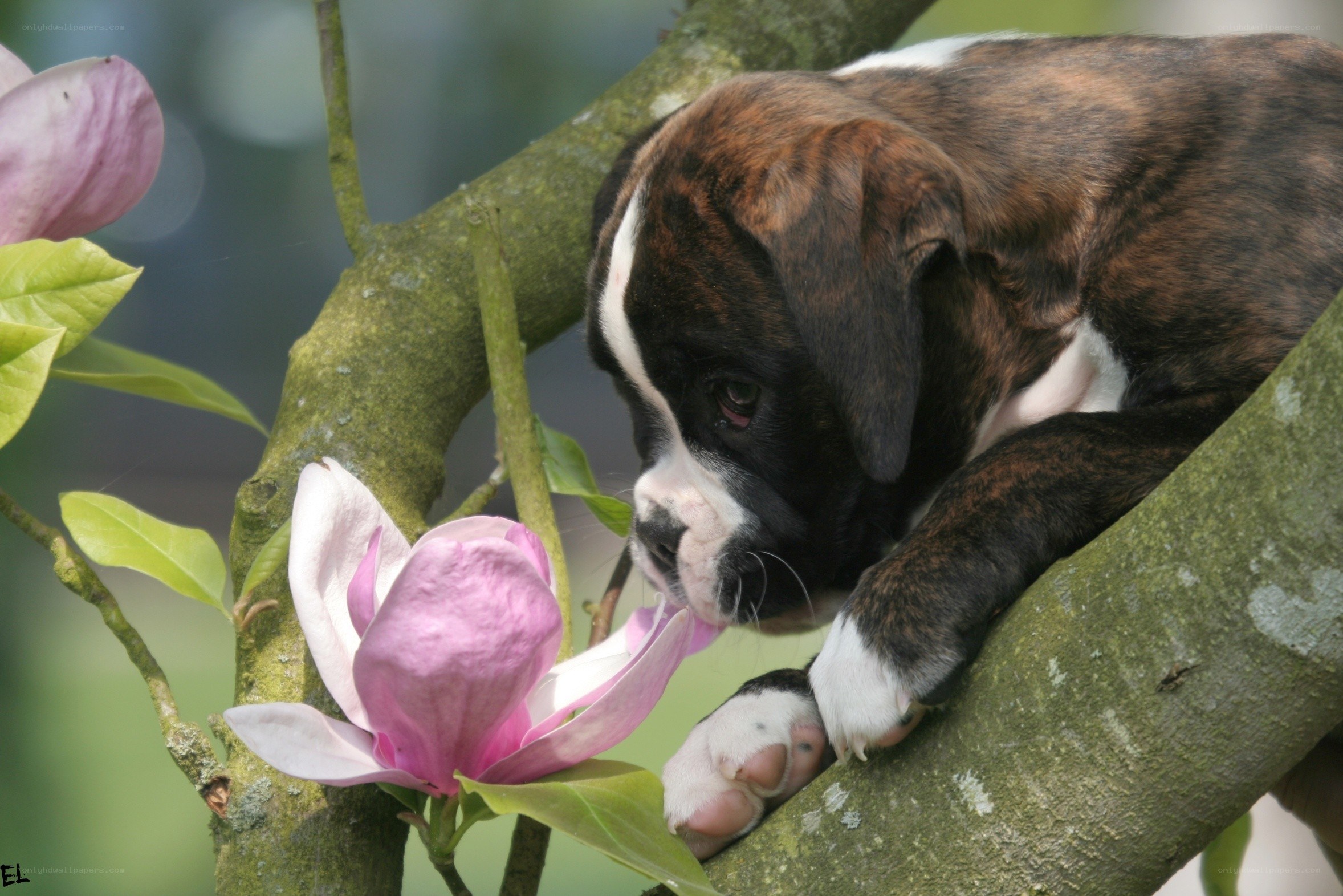 Puppy smelling a flower