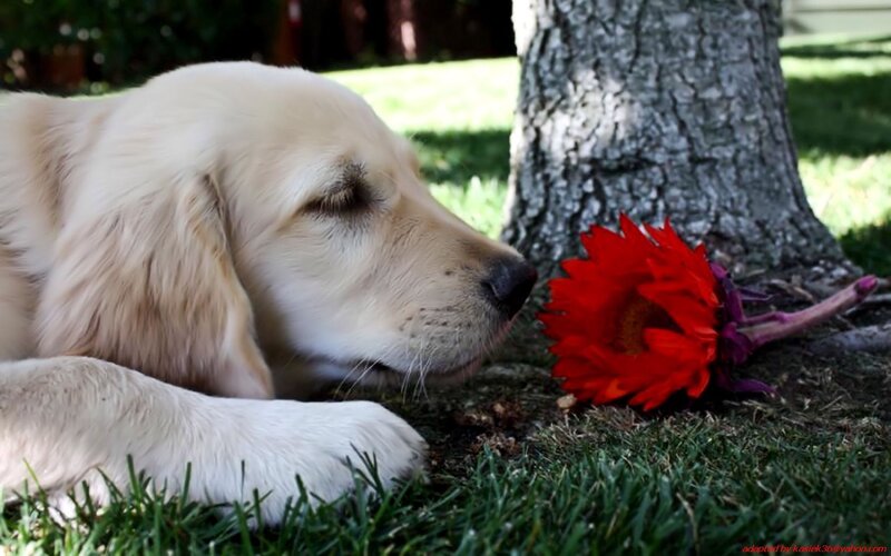 puppy smelling a flower
