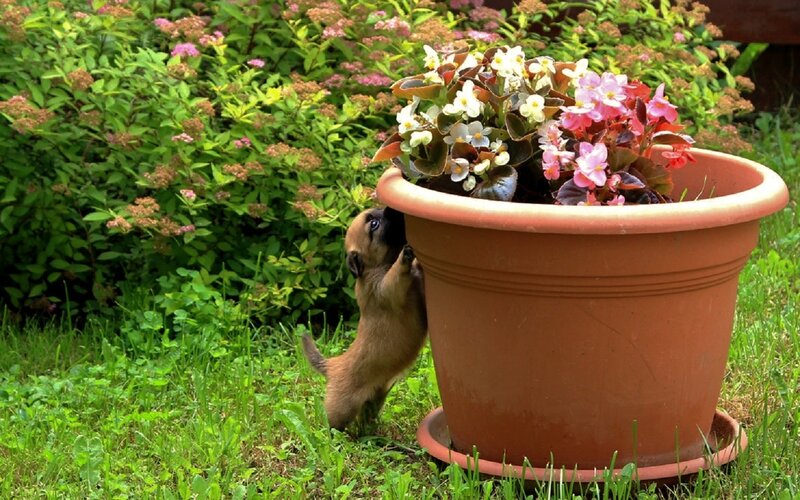 Puppy Sniffing Flower Pot