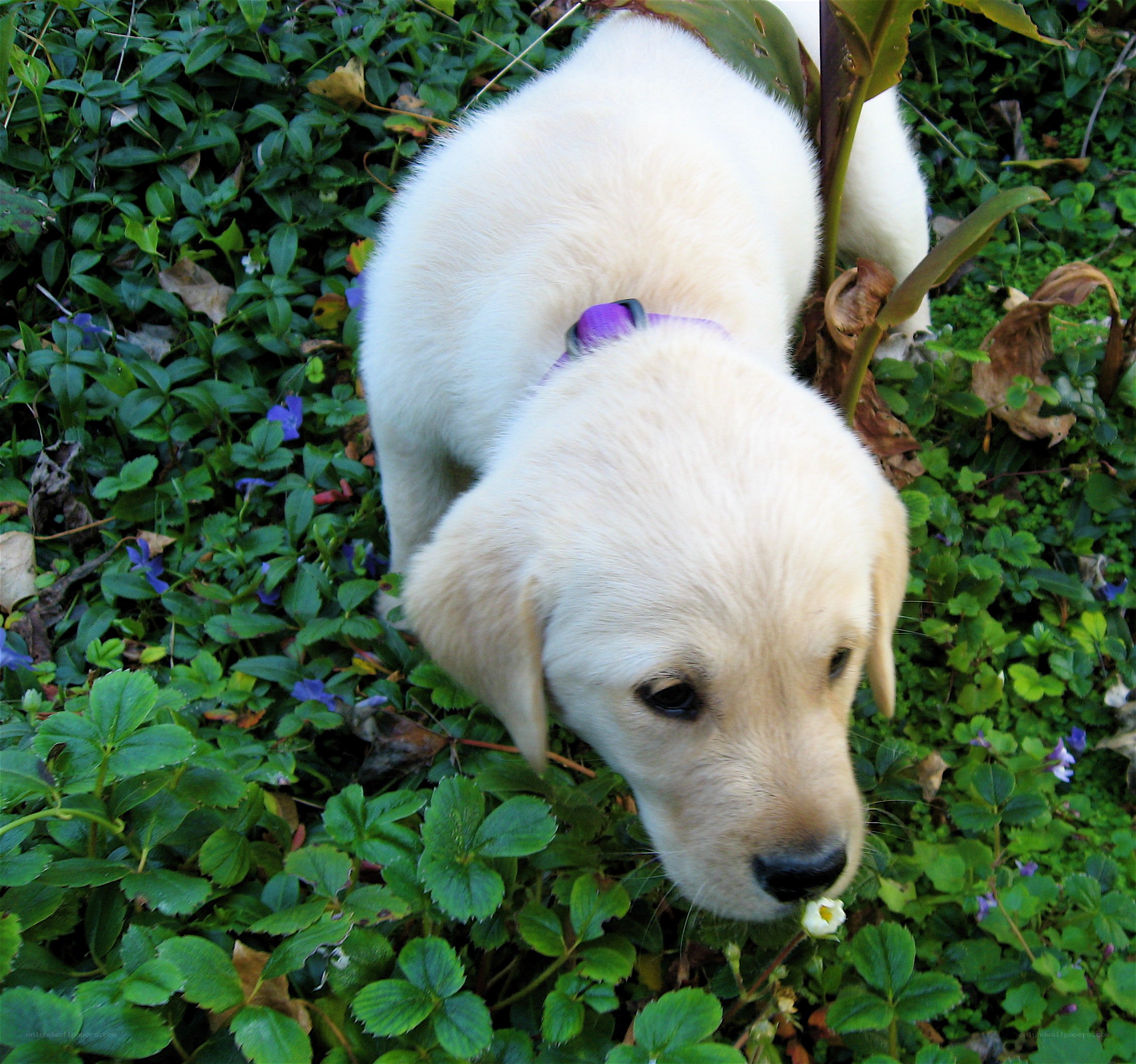 puppy sniffing flowers