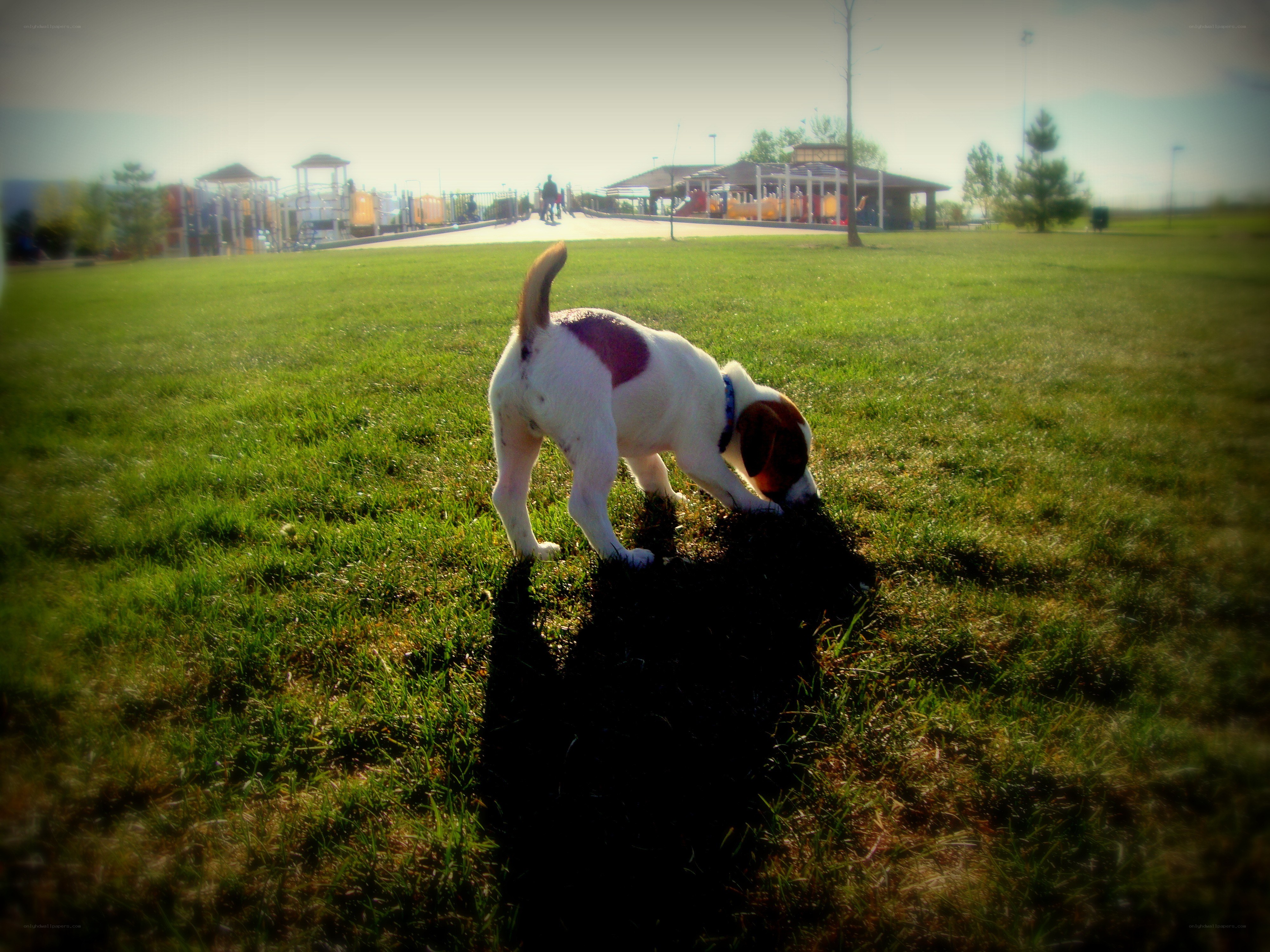 Puppy sniffing grass in park