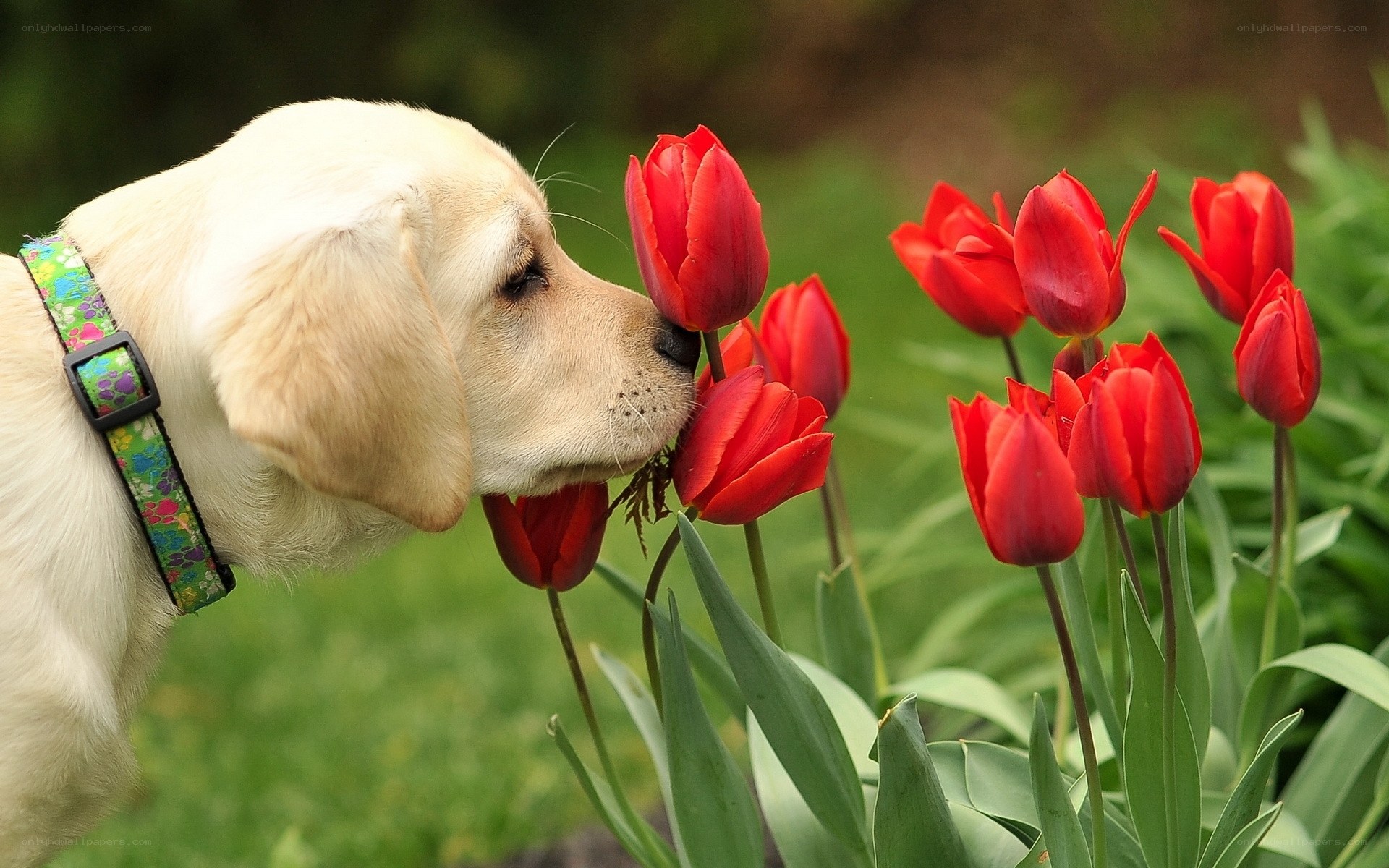 puppy sniffing red tulips