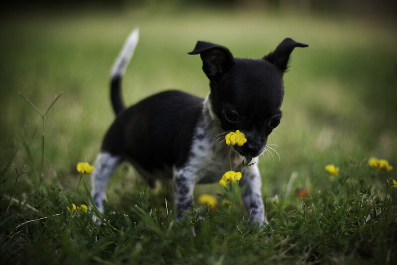 Puppy sniffing yellow flowers