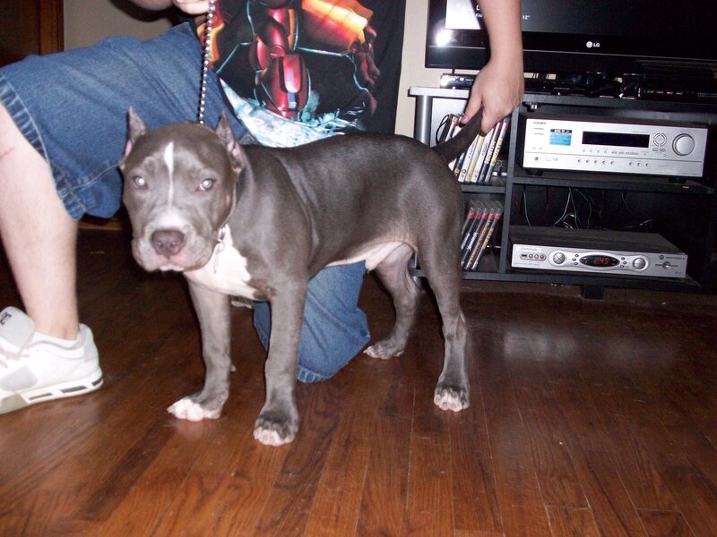 puppy standing on hardwood floor