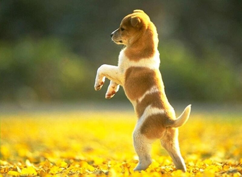 puppy standing on hind legs