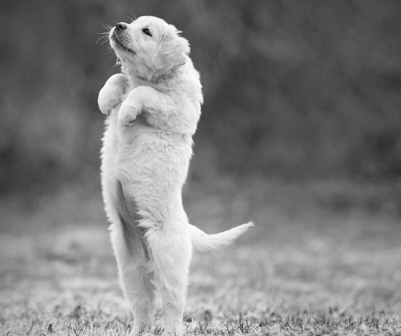Puppy Standing on Hind Legs — Black