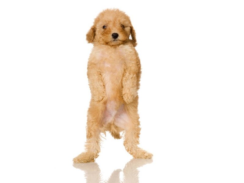 Puppy Standing on Hind Legs — White