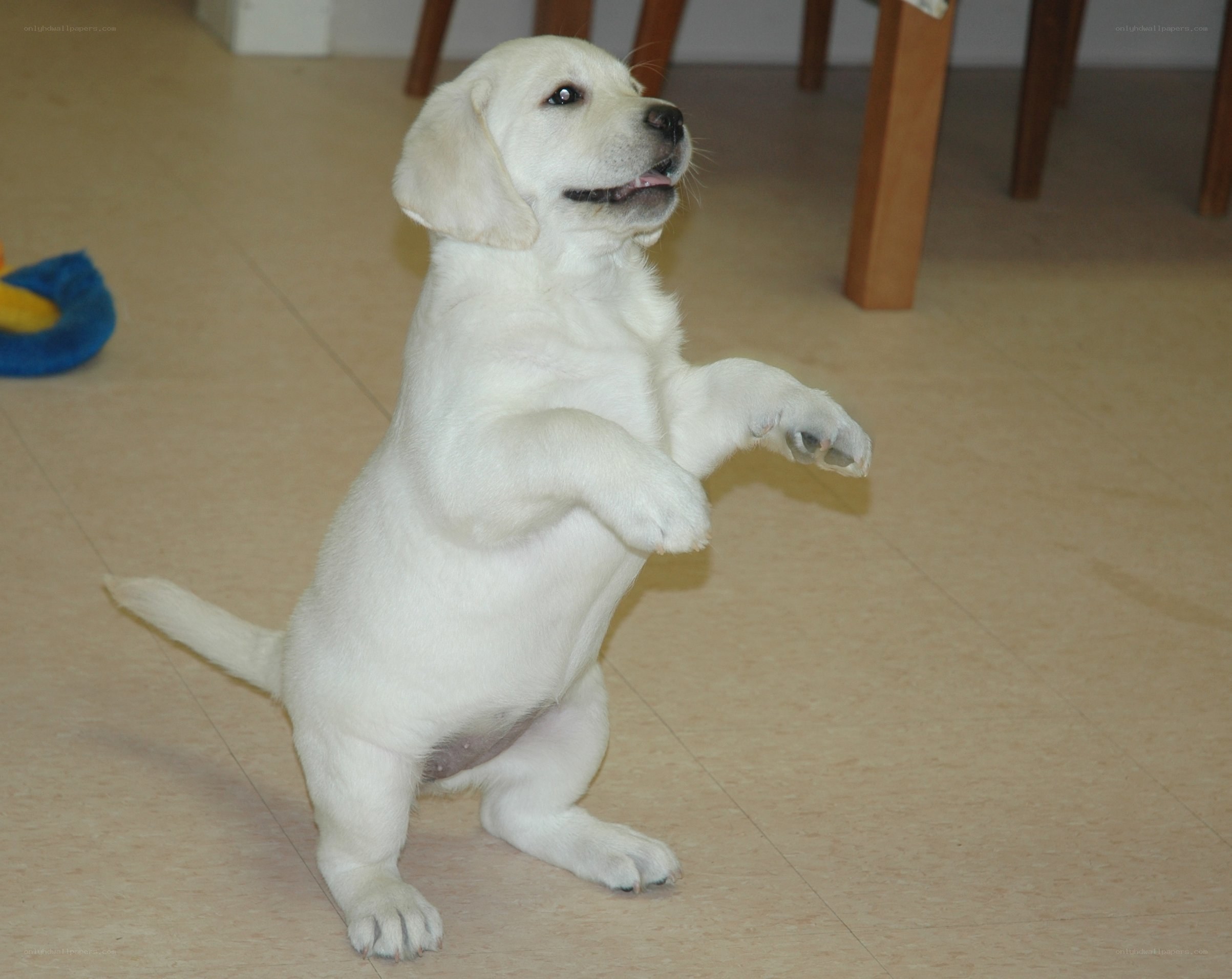 puppy standing on hind legs