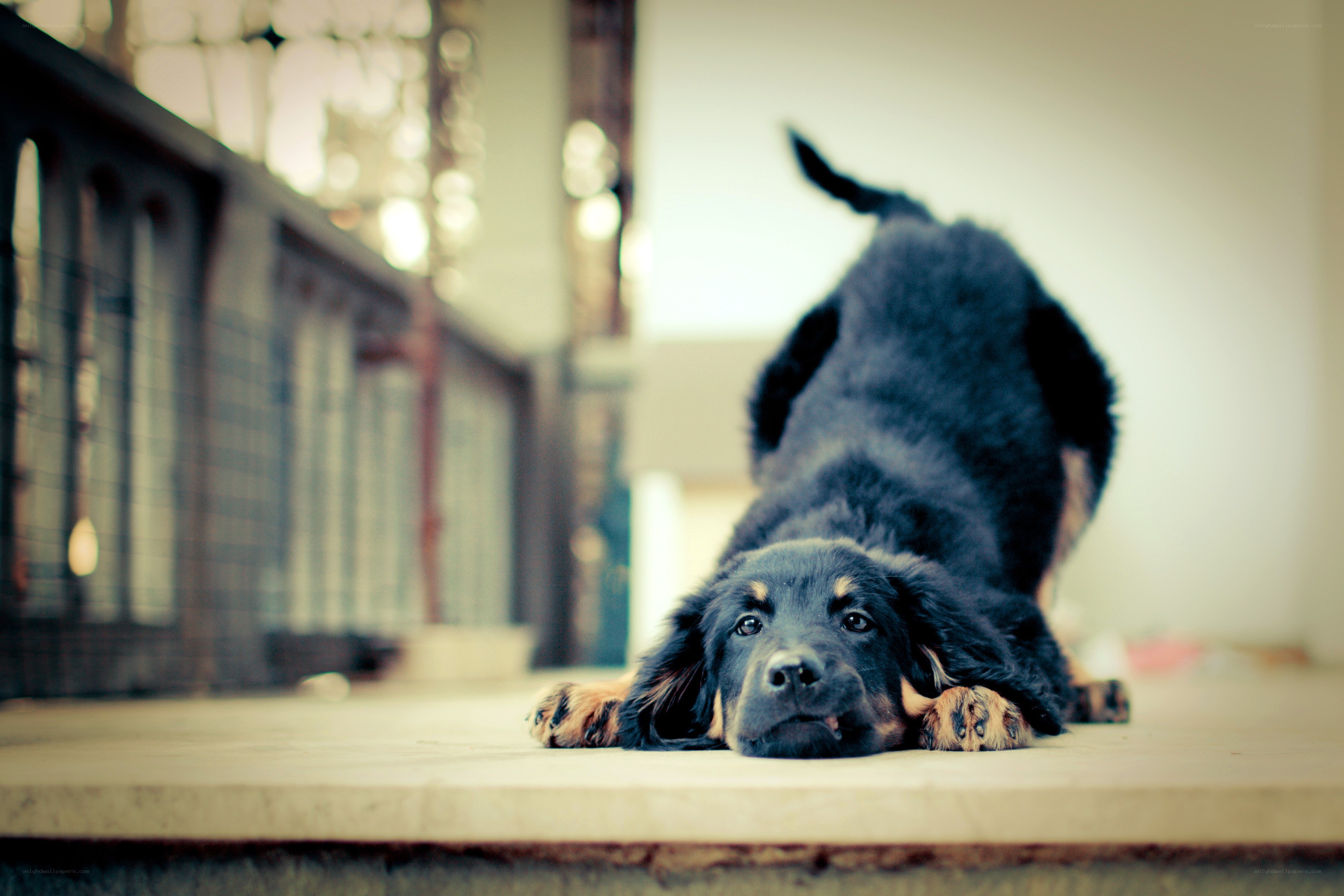 puppy stretching on floor