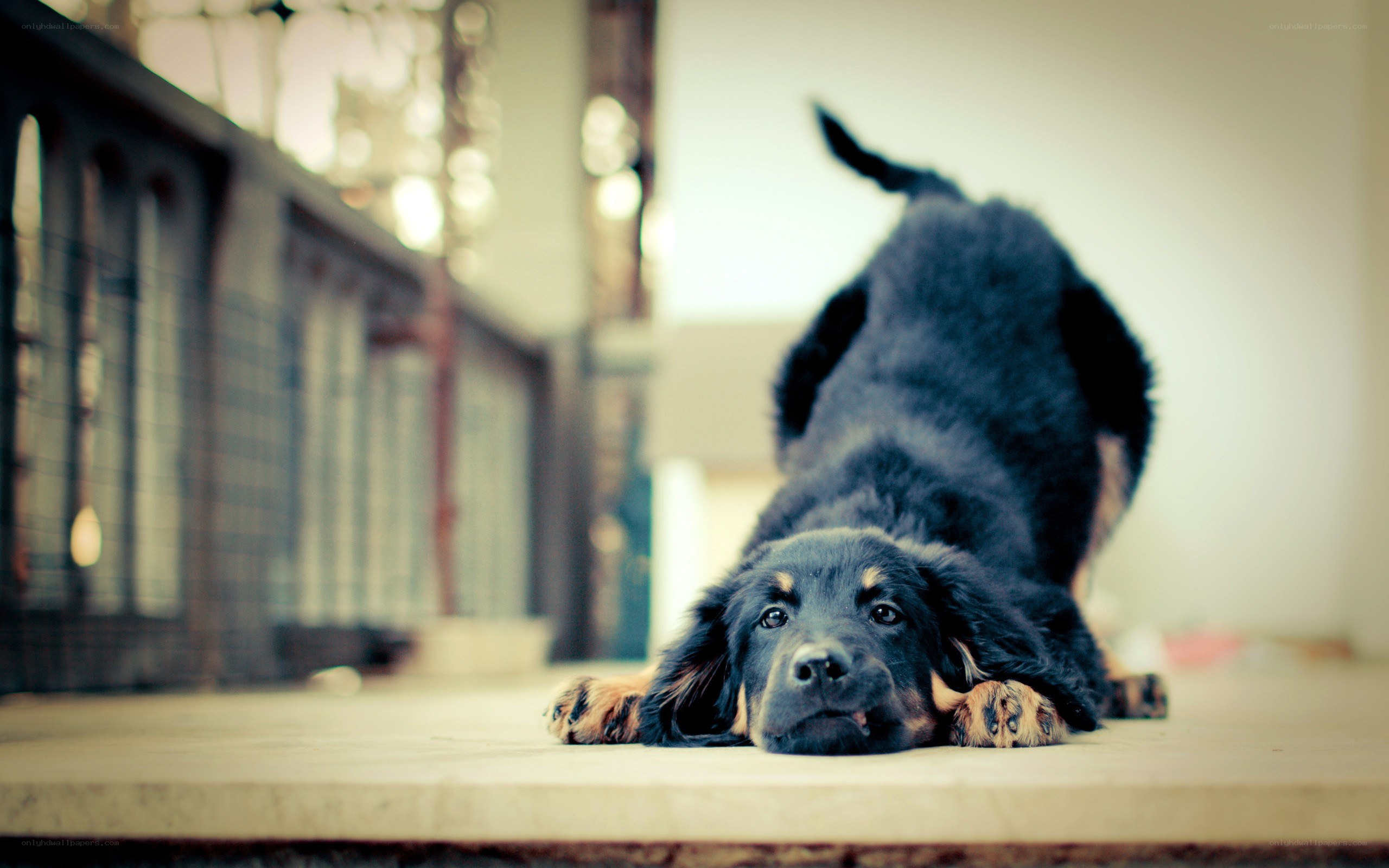 puppy stretching on floor