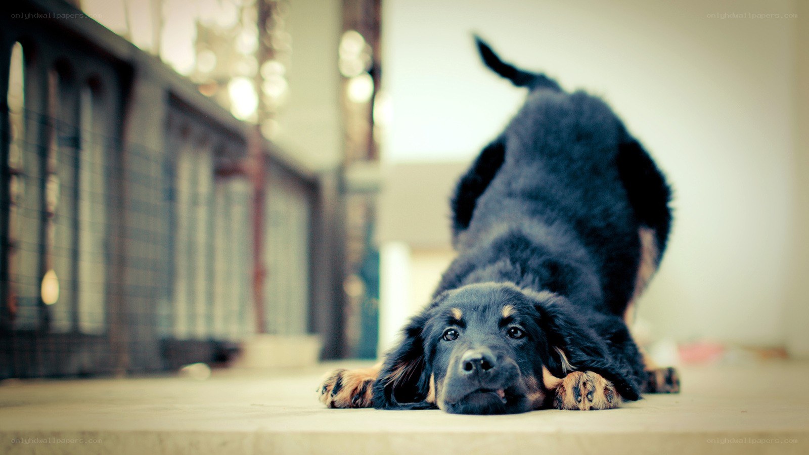 puppy stretching on floor