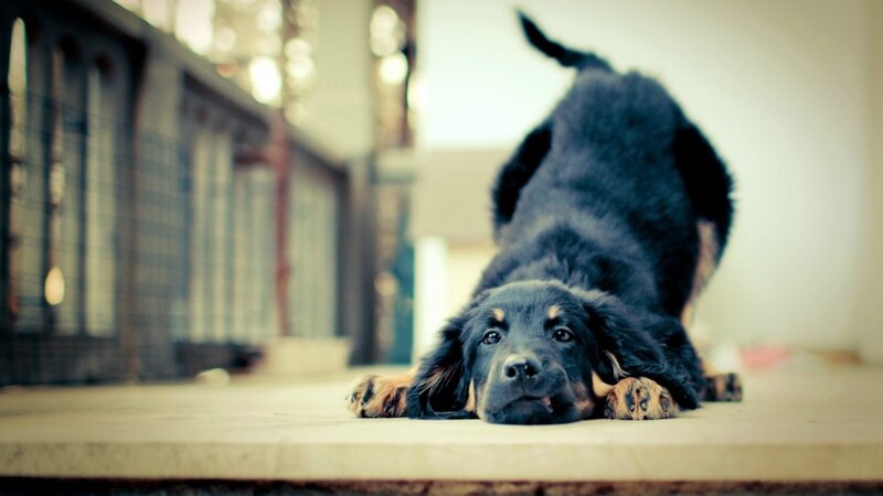 puppy stretching on floor