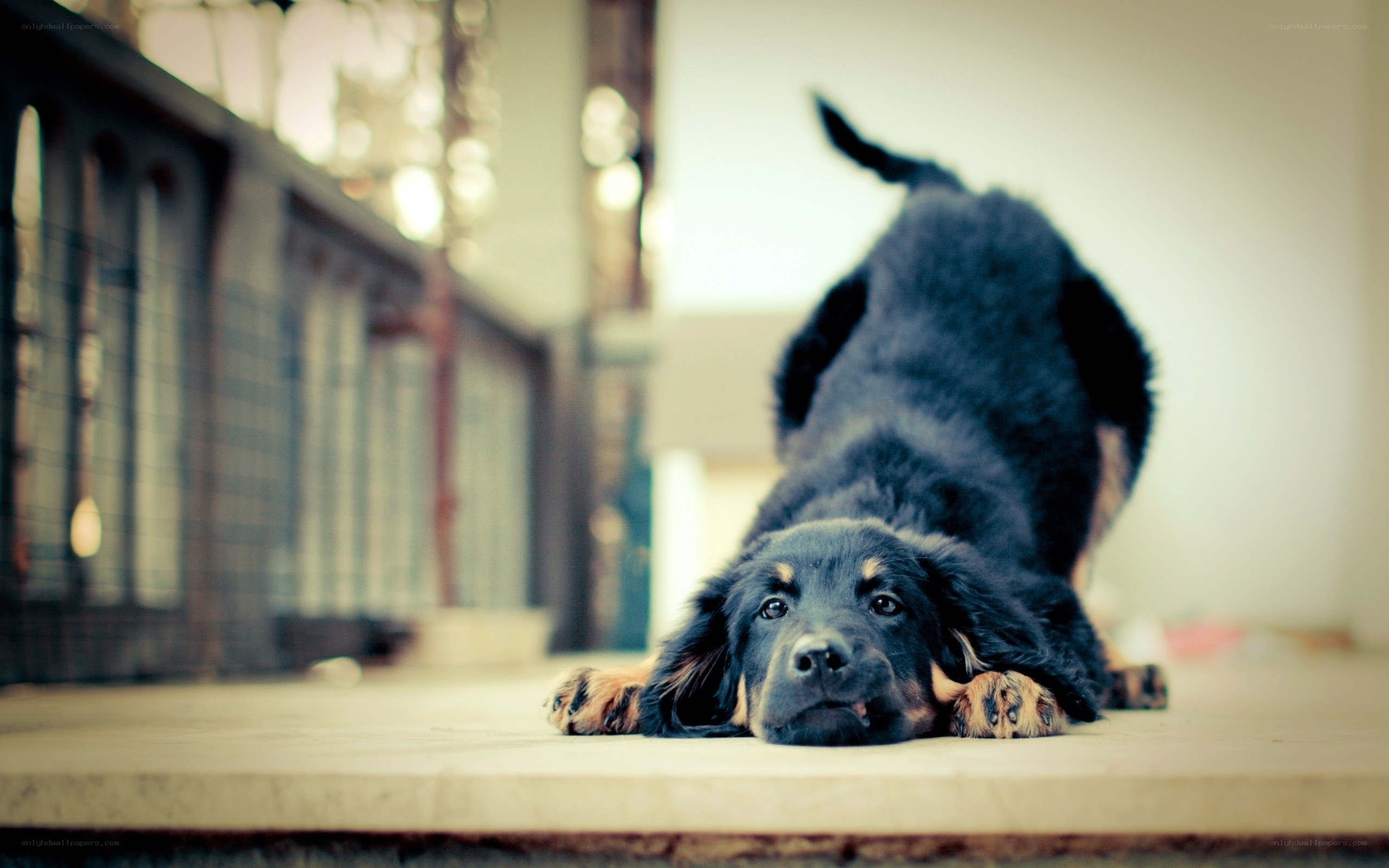 puppy stretching on floor