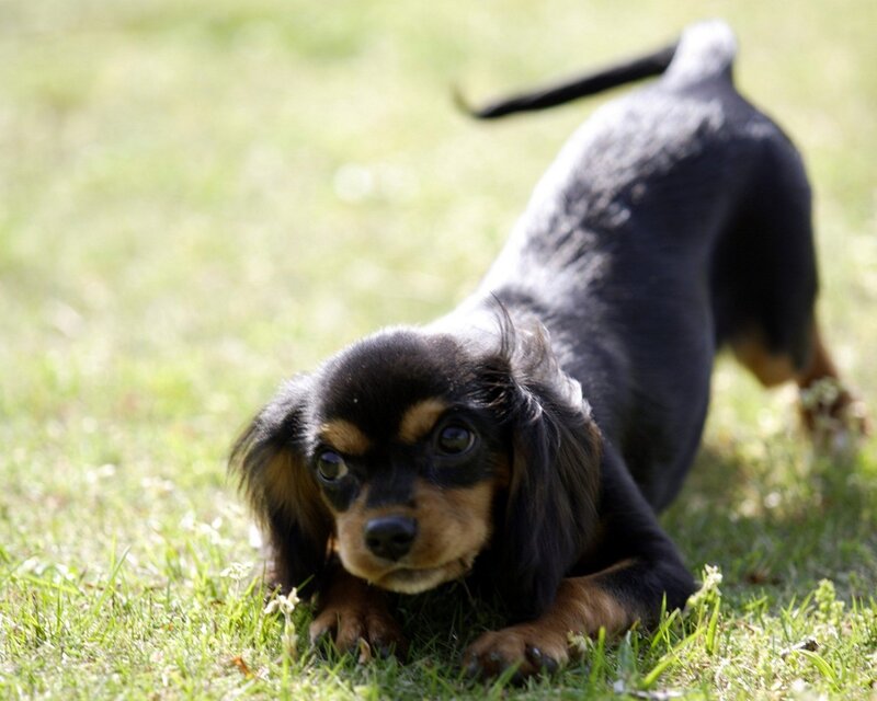 puppy stretching on grass