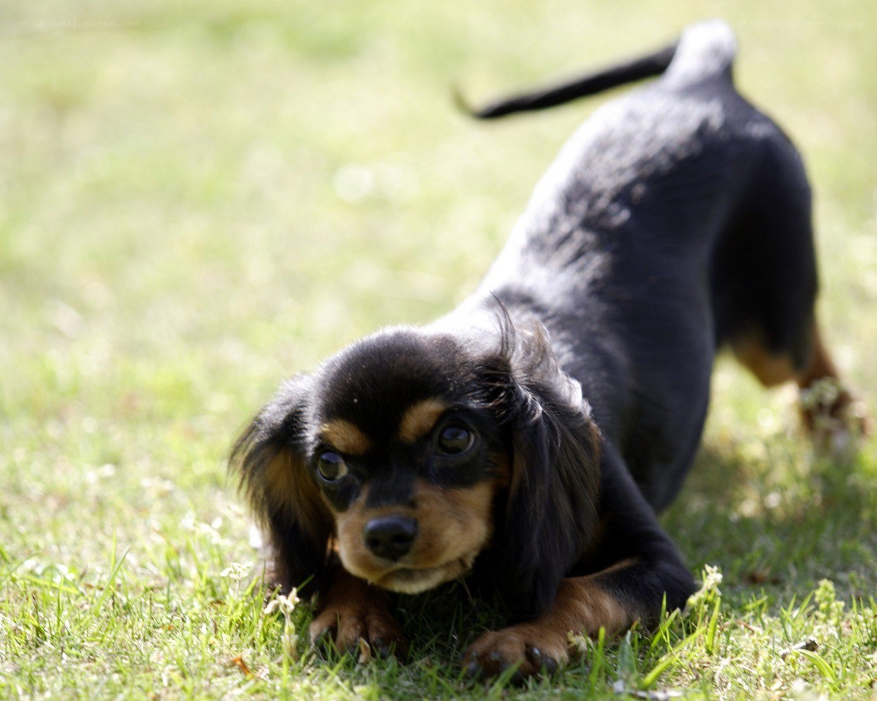 puppy stretching on grass