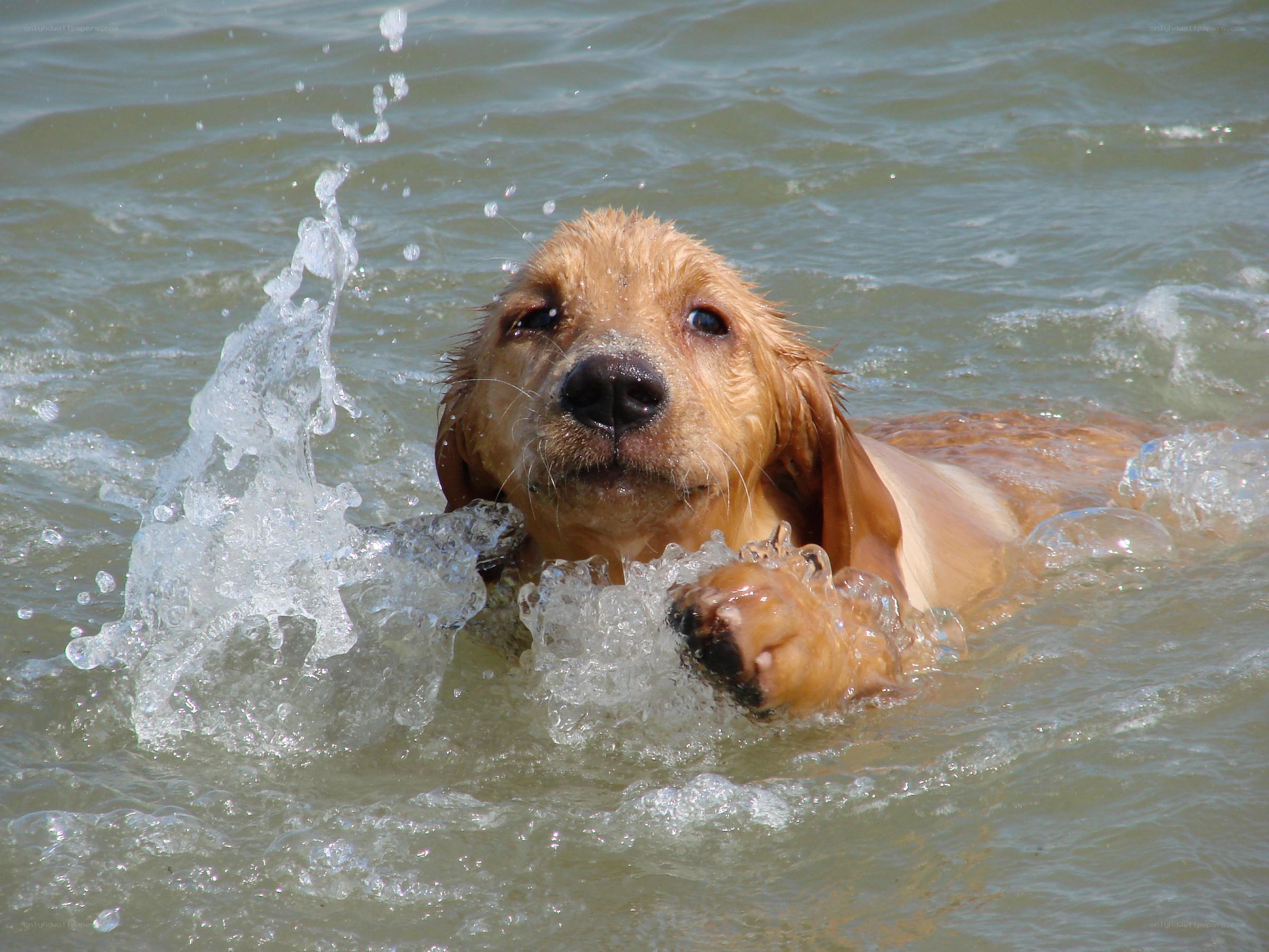 puppy swimming in water