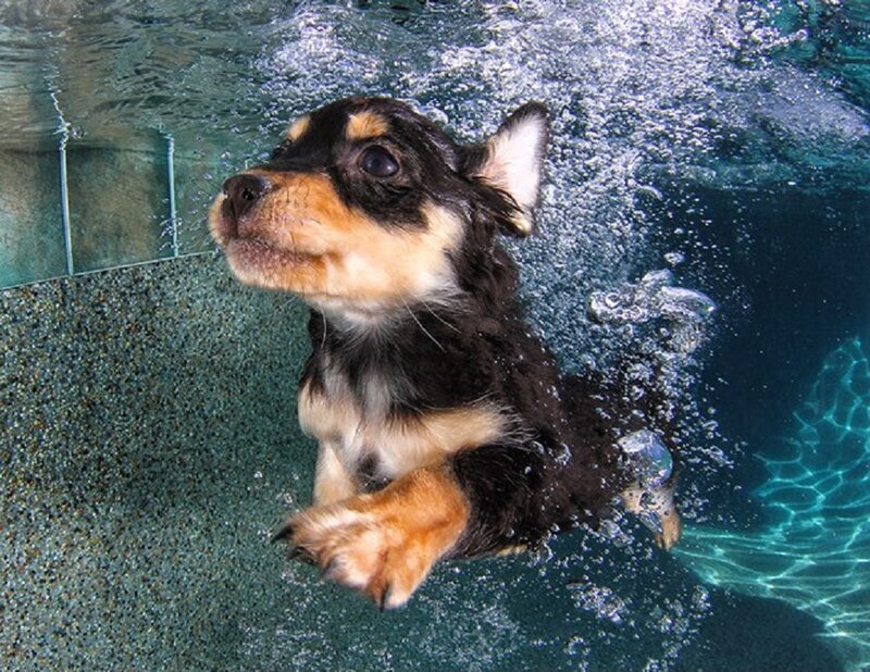 Puppy Swimming Underwater — Black
