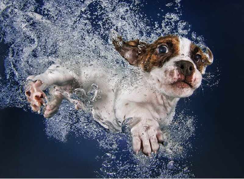 Puppy Swimming Underwater — Blue, Dynamic, Photograph