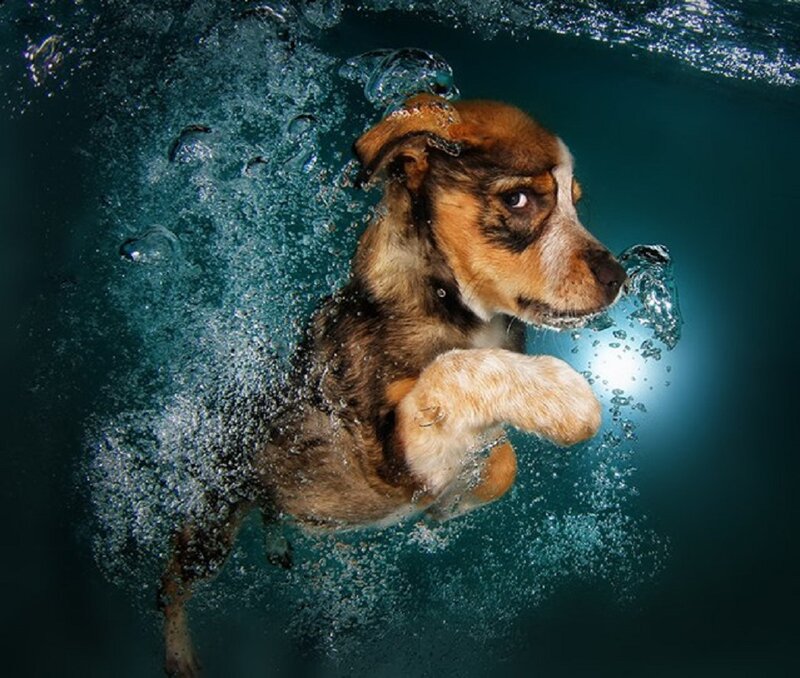 Puppy Swimming Underwater — Blue, Dynamic