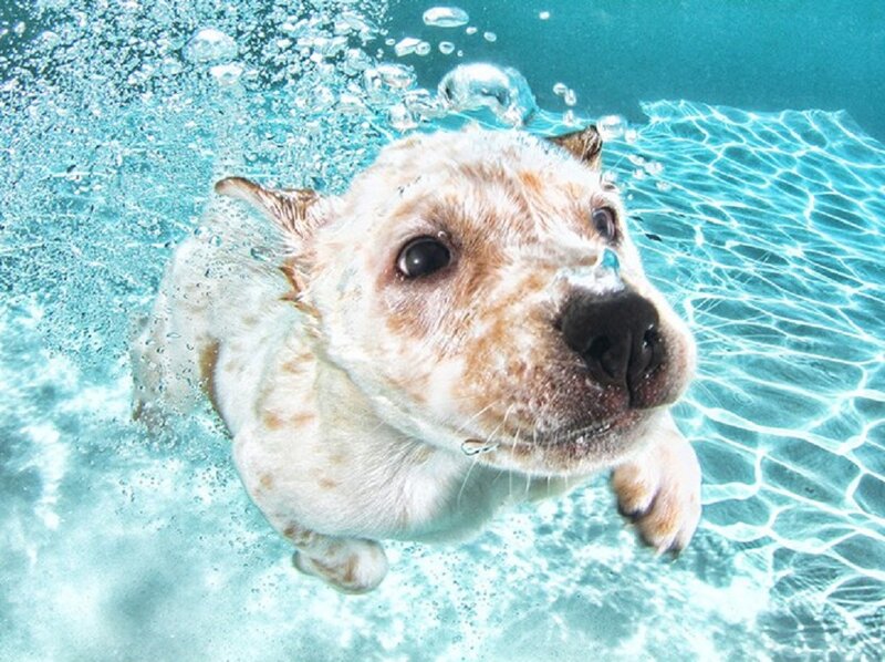 Puppy Swimming Underwater — Blue