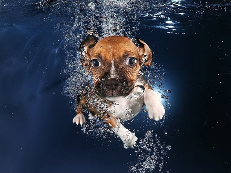 Puppy Swimming Underwater