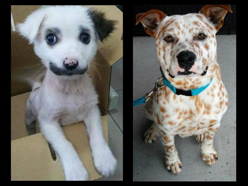 Puppy to Adult Dog
