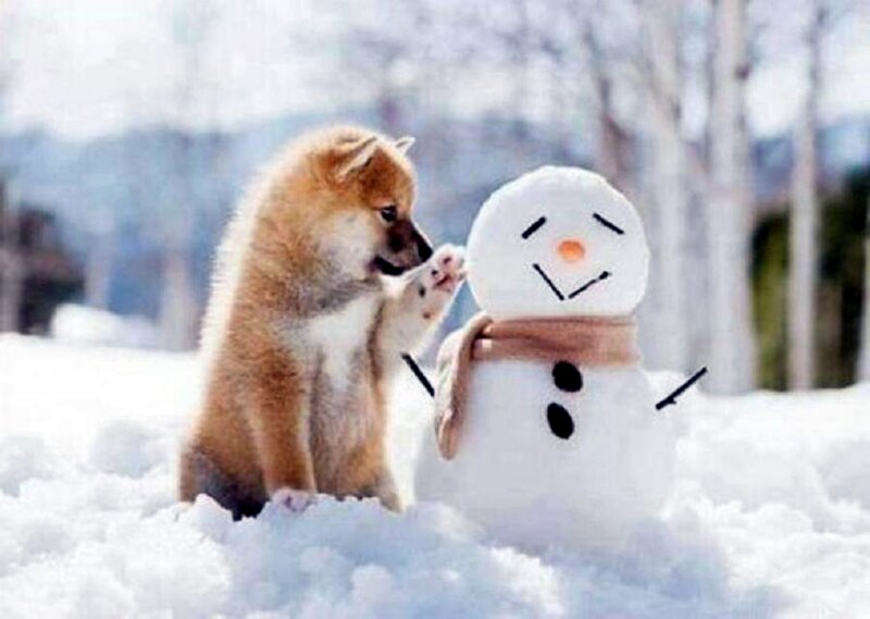 Puppy Touching Snowman — White
