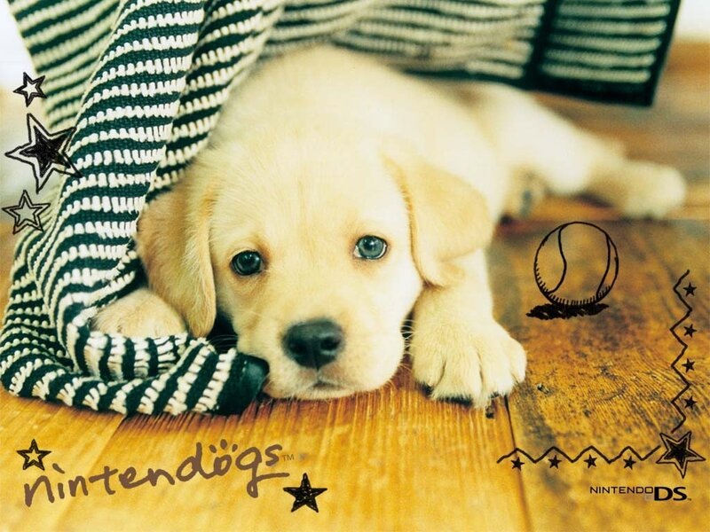 Puppy under a blanket