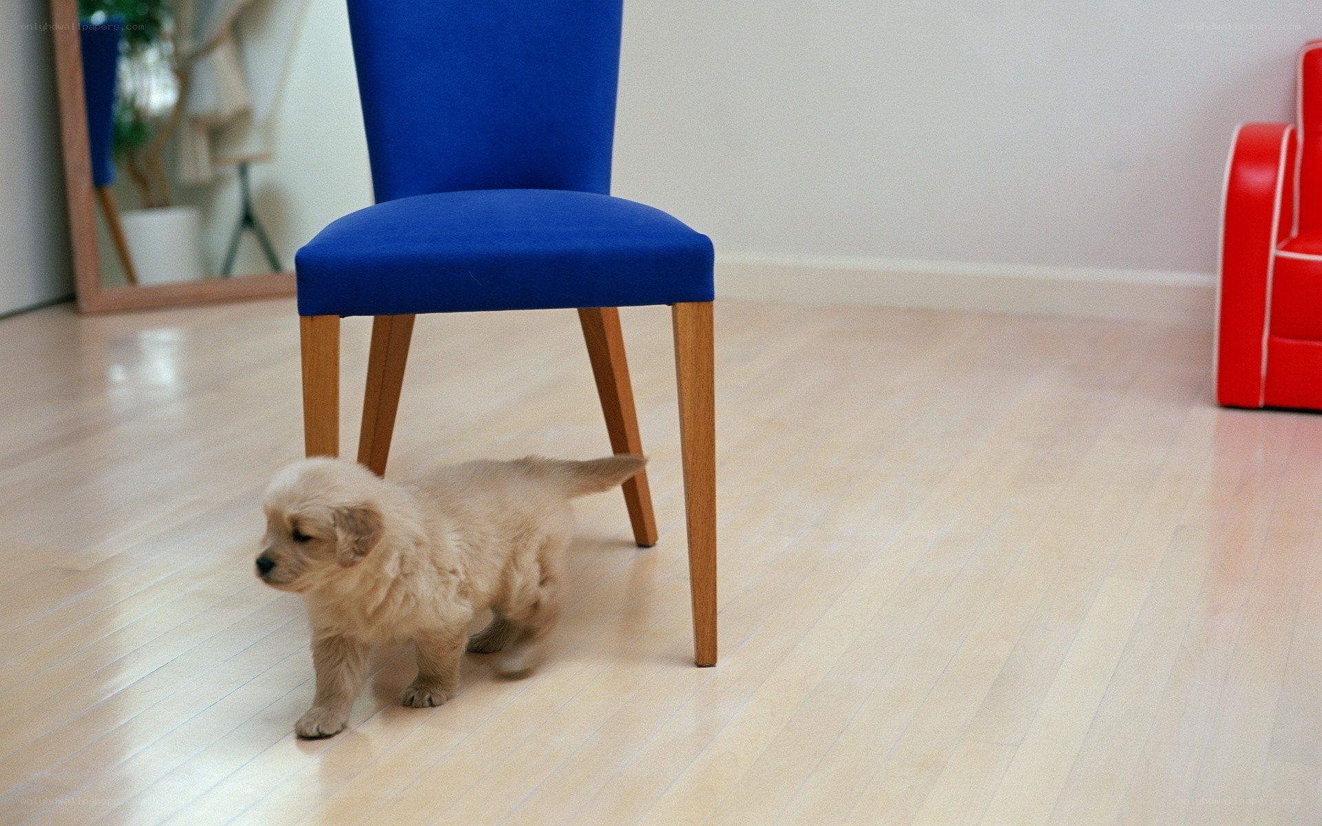 Puppy under a blue chair