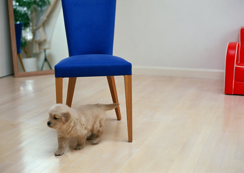 Puppy under a blue chair