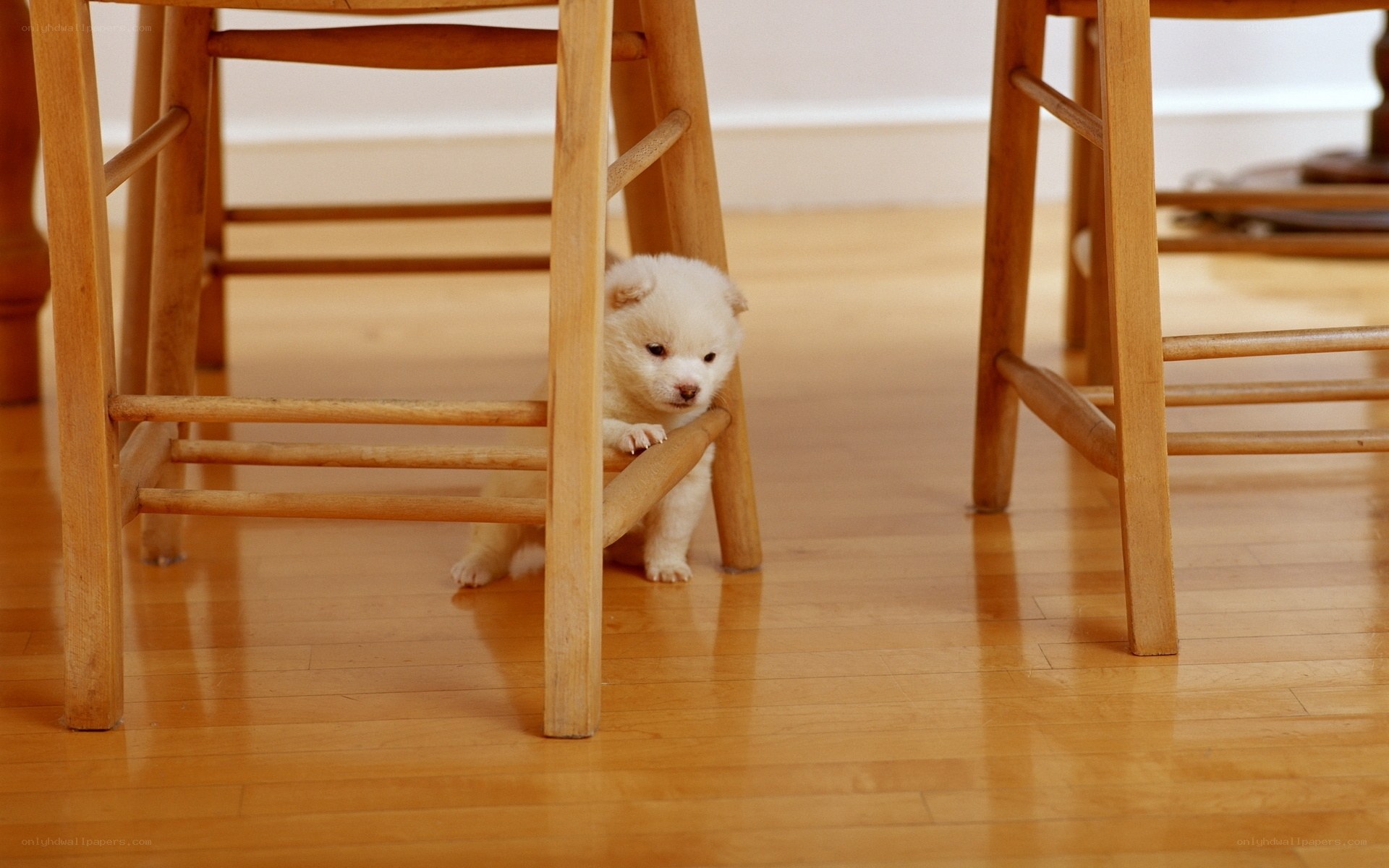 puppy under a chair
