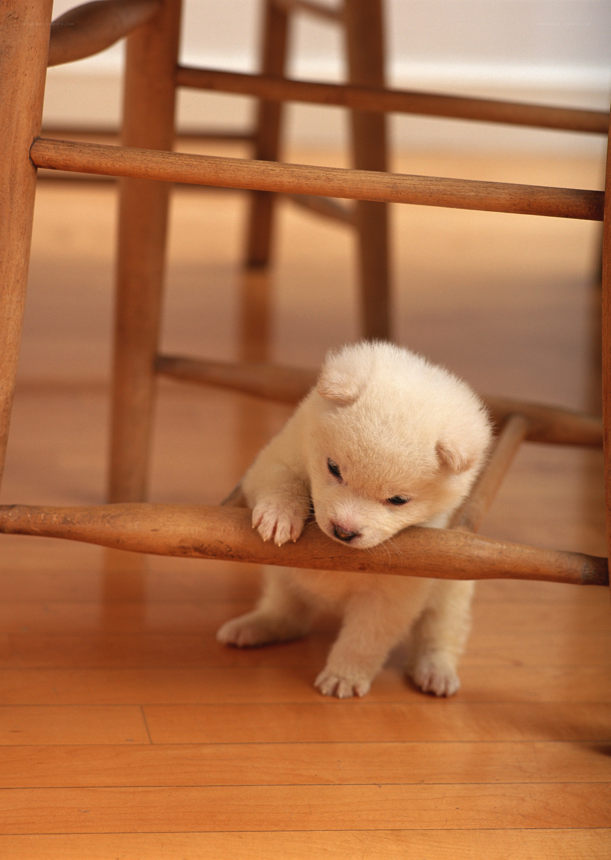 puppy under a chair