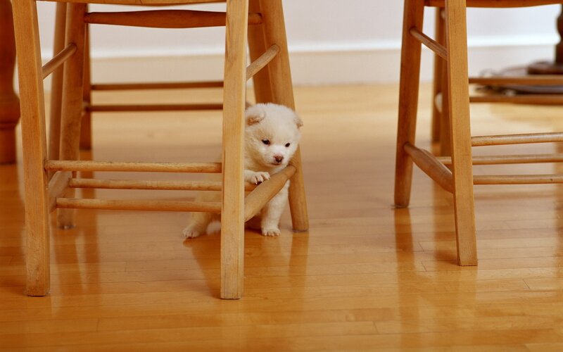 puppy under a chair