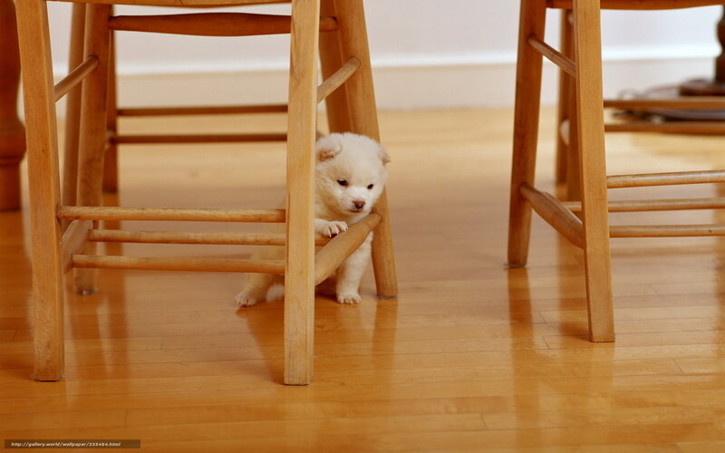 puppy under a chair
