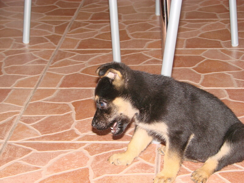 puppy under a table