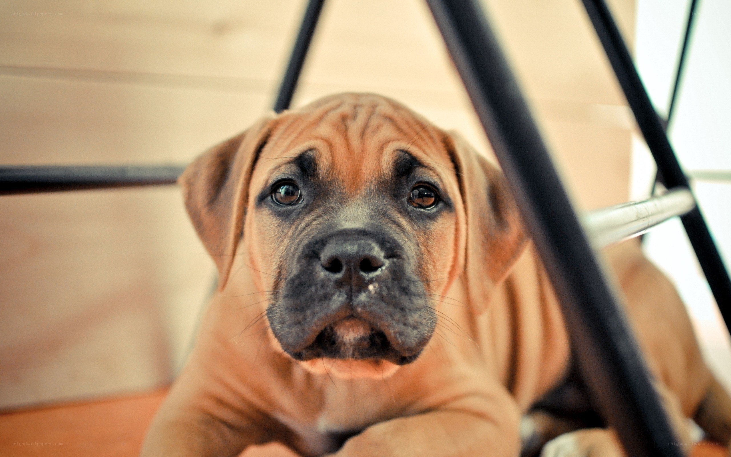 puppy under a table
