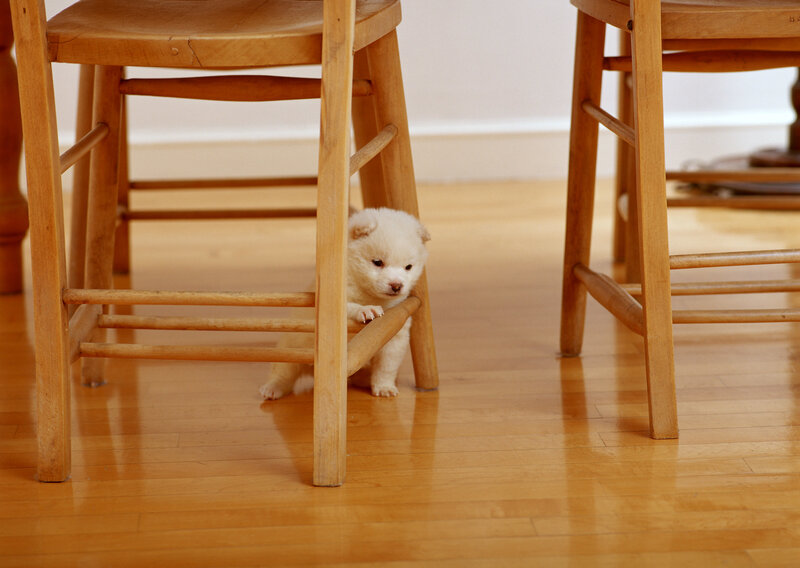 Puppy under a wooden chair