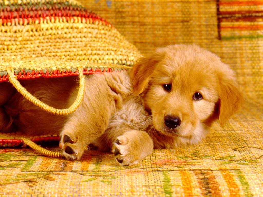 Puppy under a woven bag