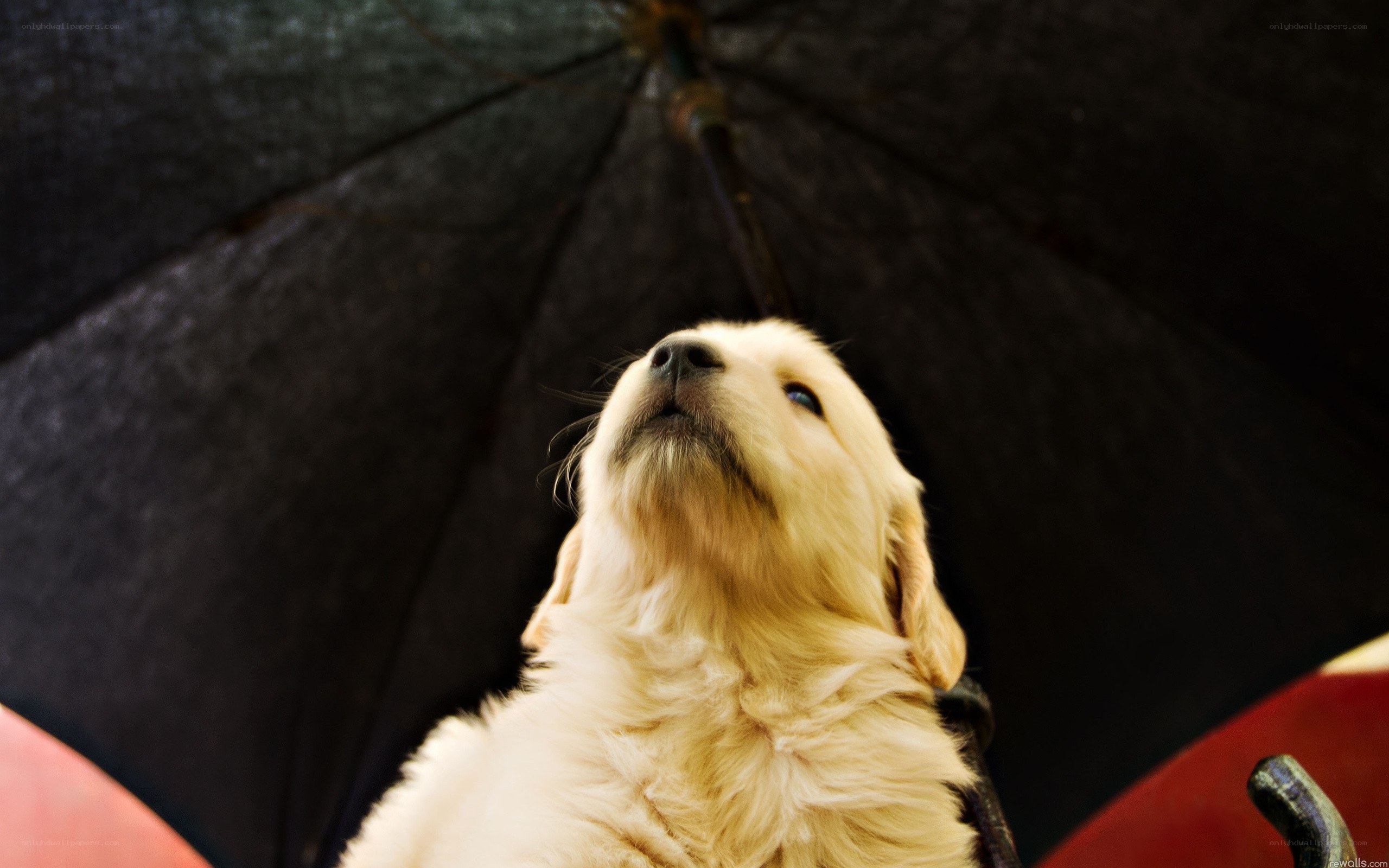 puppy under an umbrella