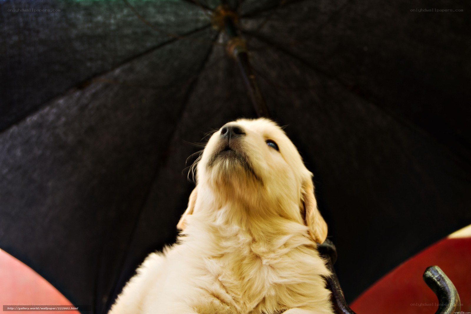 puppy under an umbrella