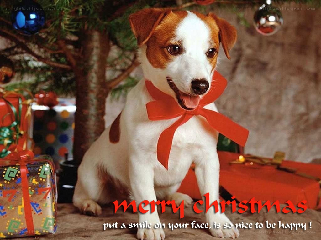 puppy under christmas tree