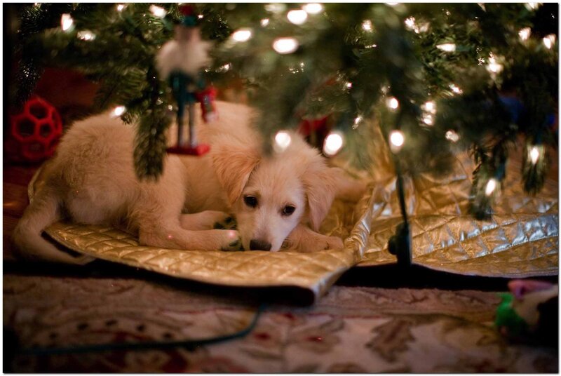 Puppy under Christmas Tree — Green