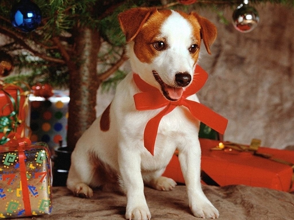 puppy under christmas tree