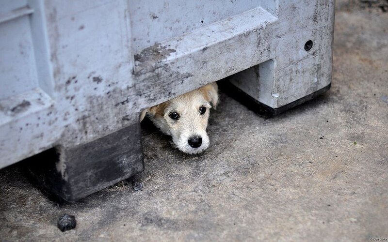 Puppy under Container