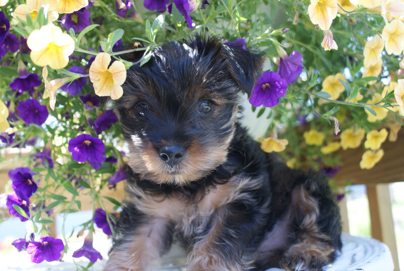 Puppy under flowers