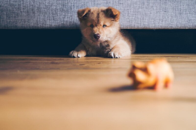 Puppy under Furniture
