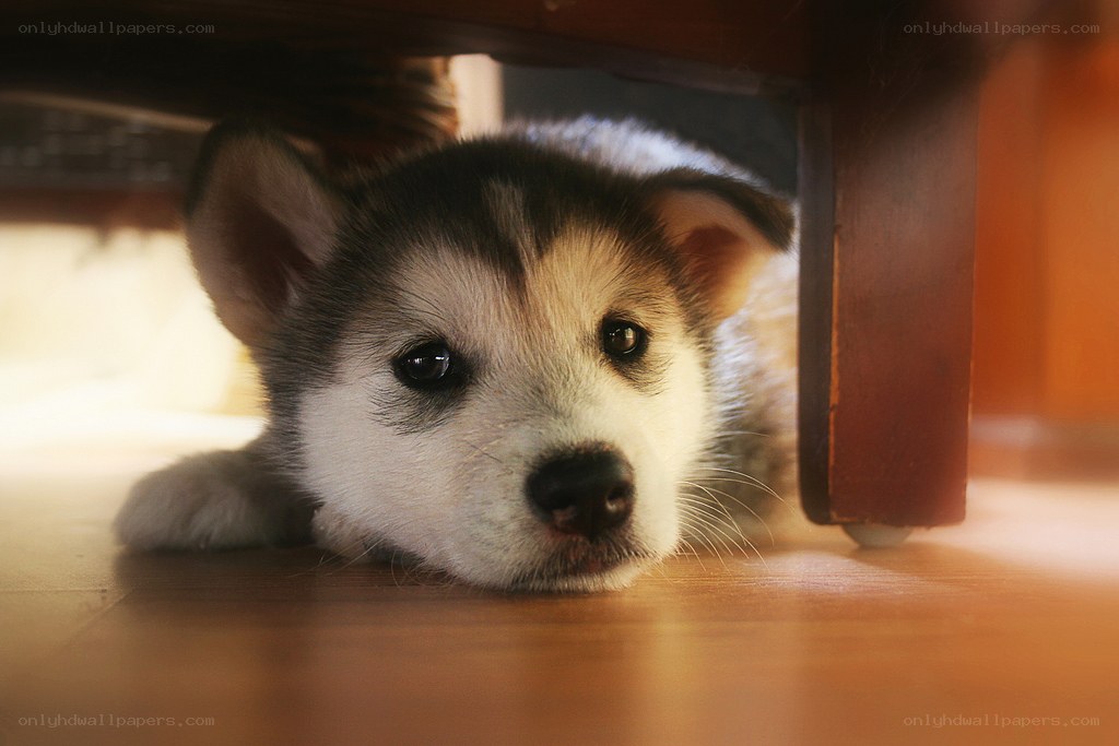 puppy under the table
