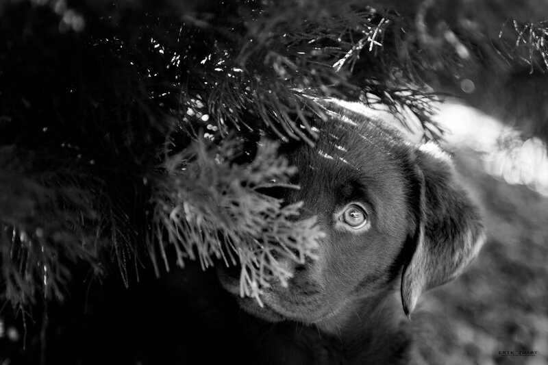 Puppy under Tree Branches