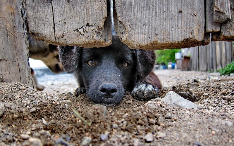 puppy under wooden fence