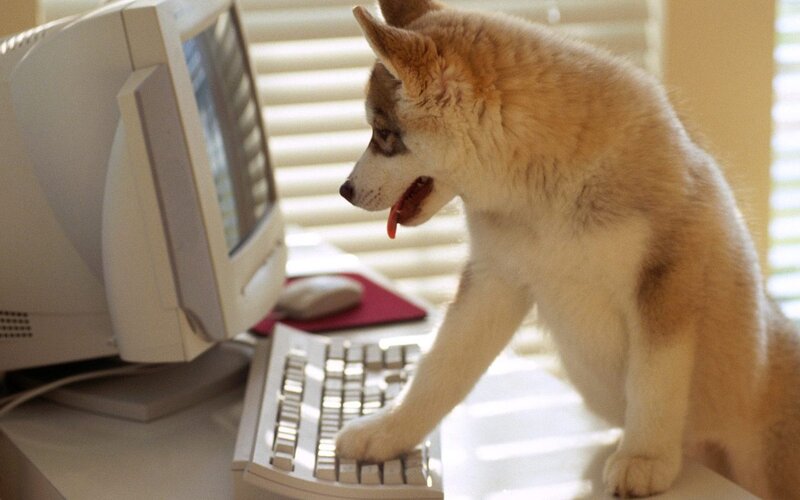 puppy using computer keyboard
